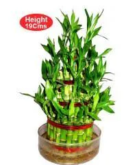 4 Layer Lucky Bamboo