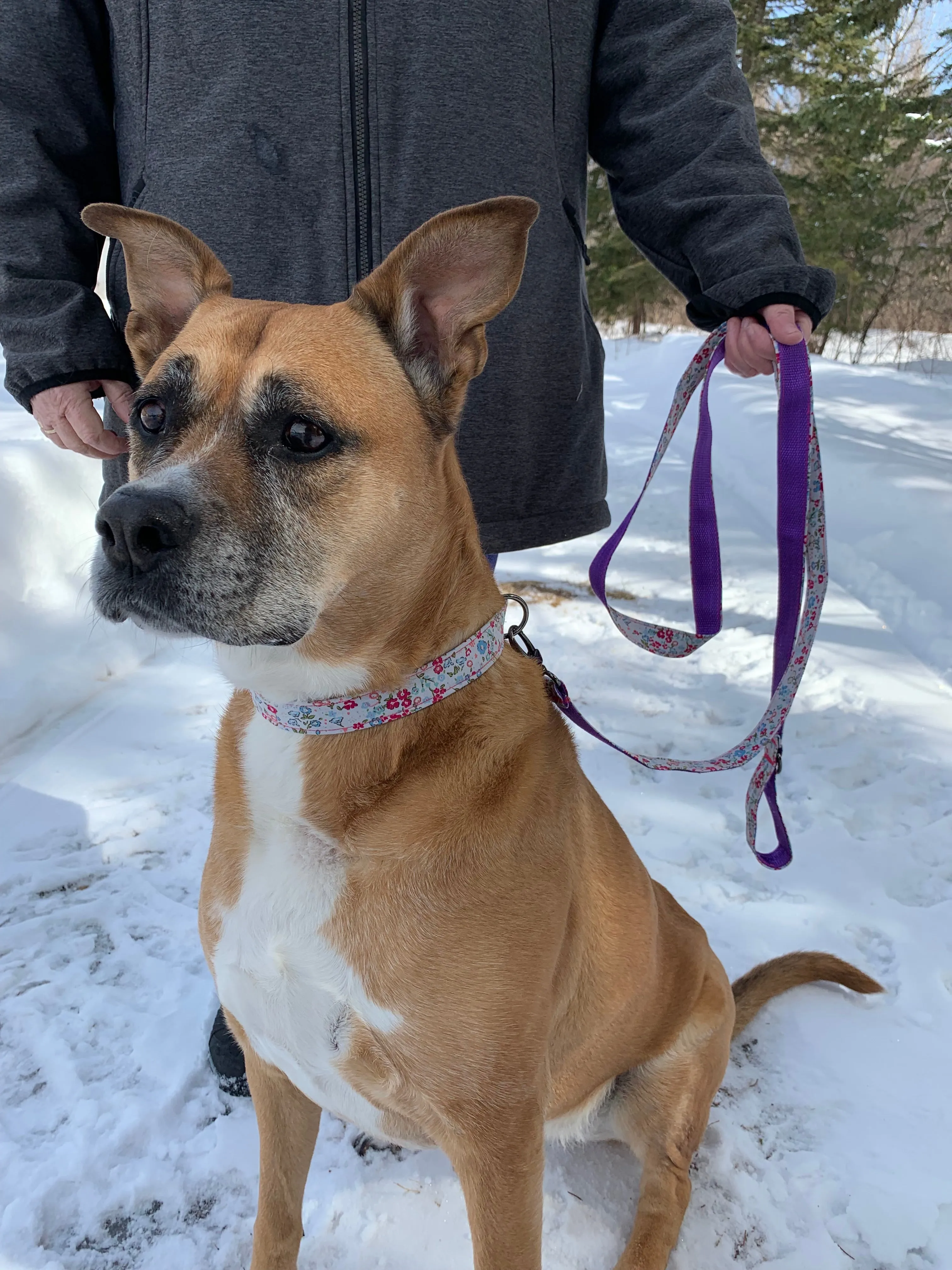 Fur Baby Pet Collar & Lead Pattern
