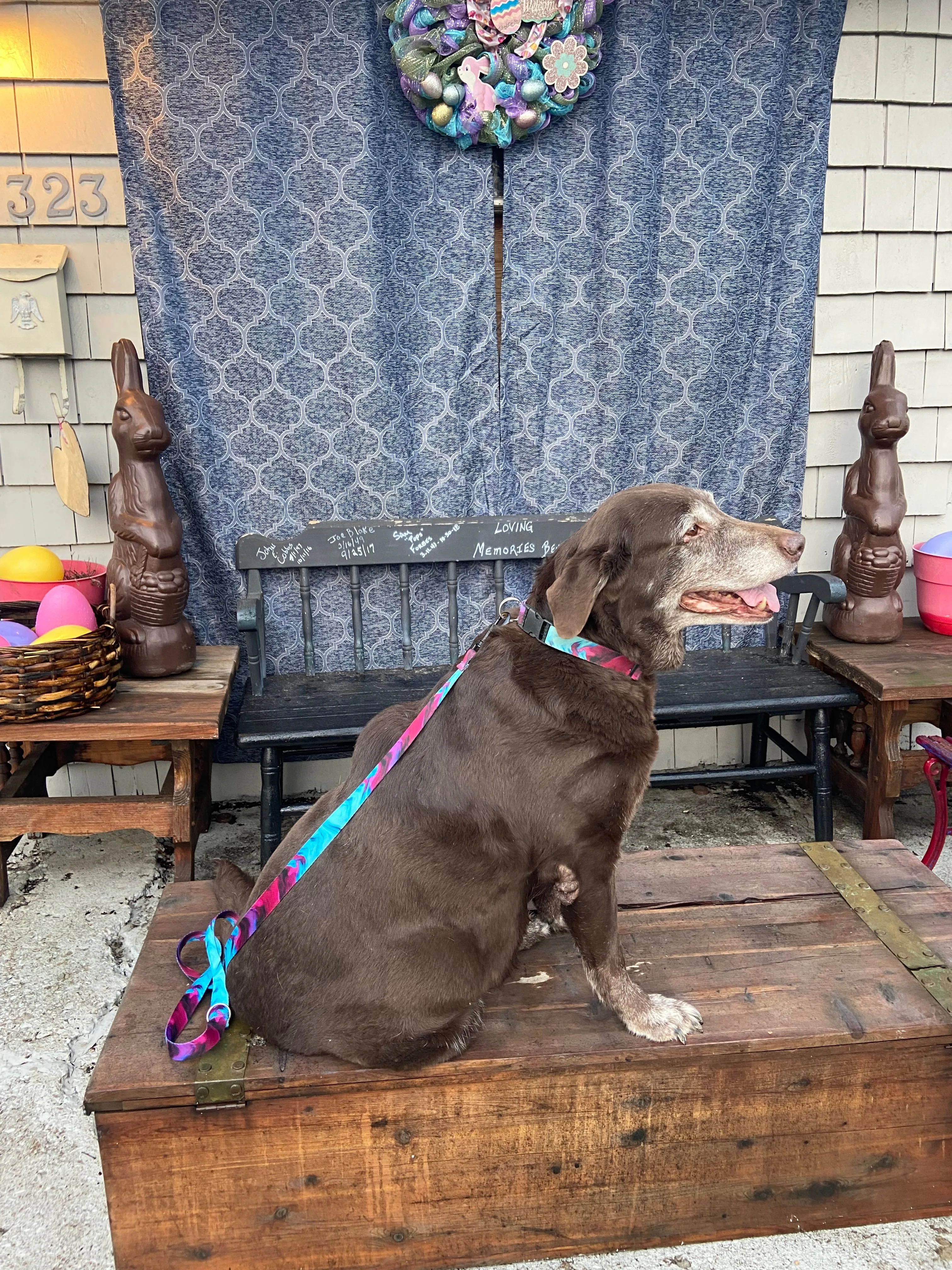 Fur Baby Pet Collar & Lead Pattern