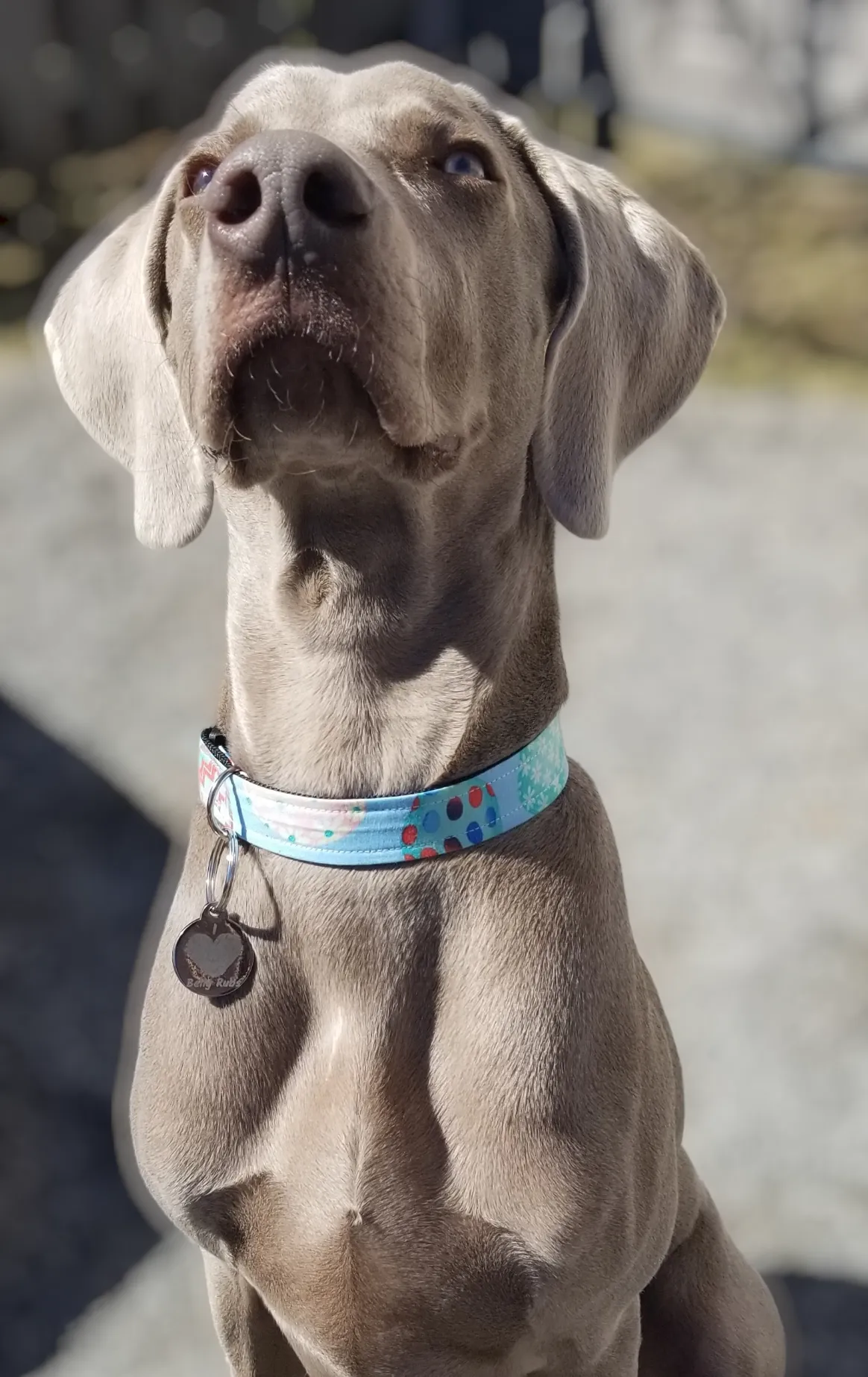 Fur Baby Pet Collar & Lead Pattern