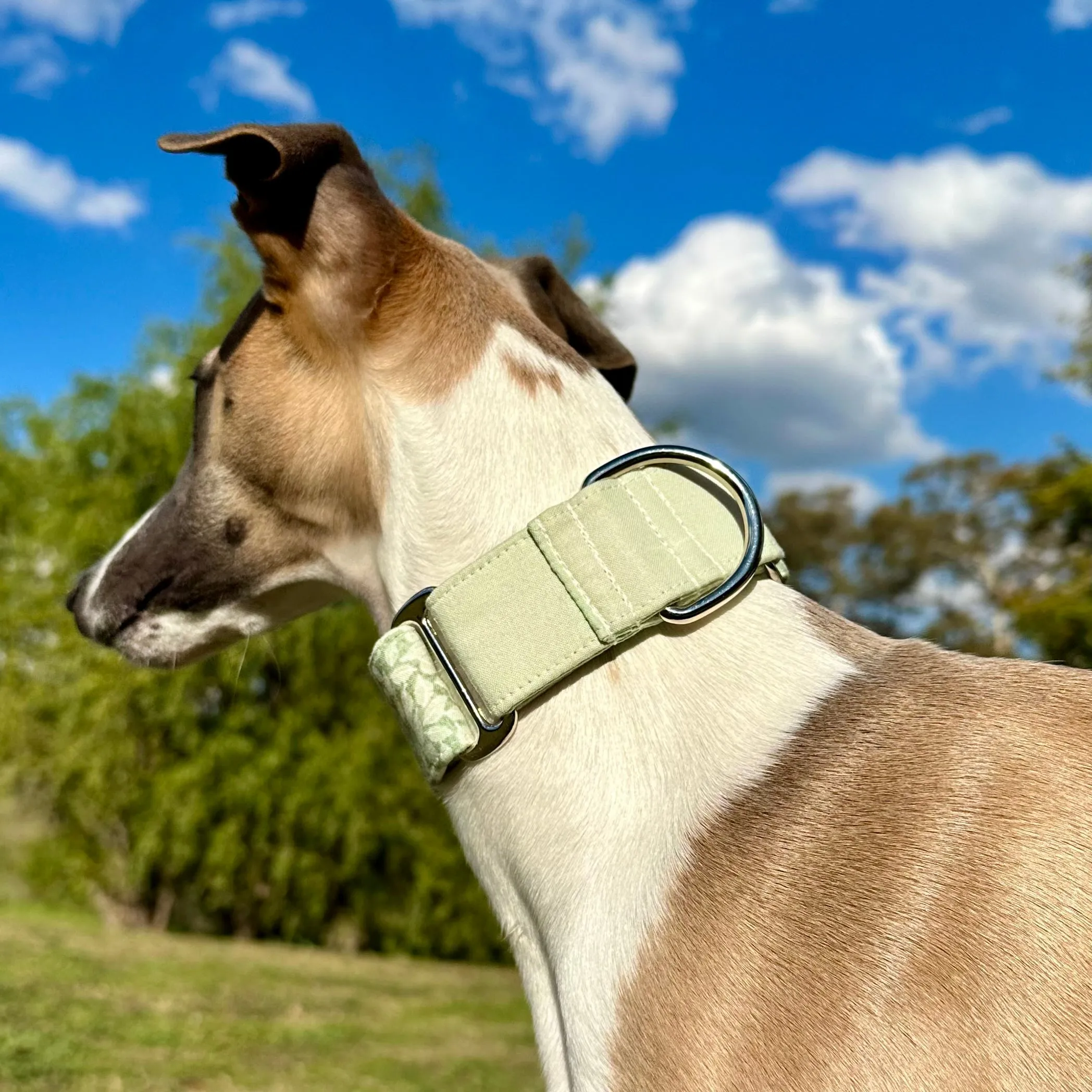Martingale Collar - Whimsical Leaves