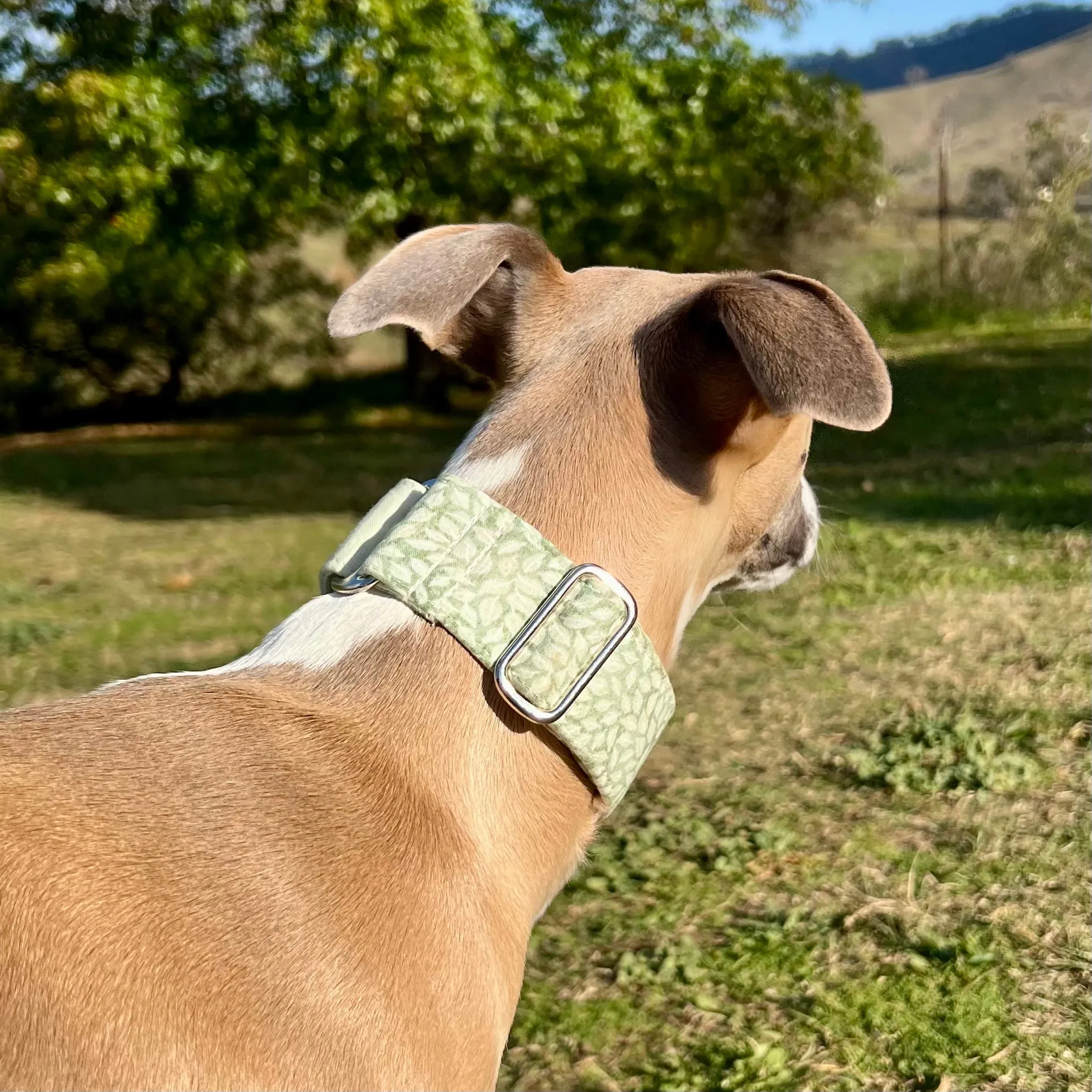 Martingale Collar - Whimsical Leaves