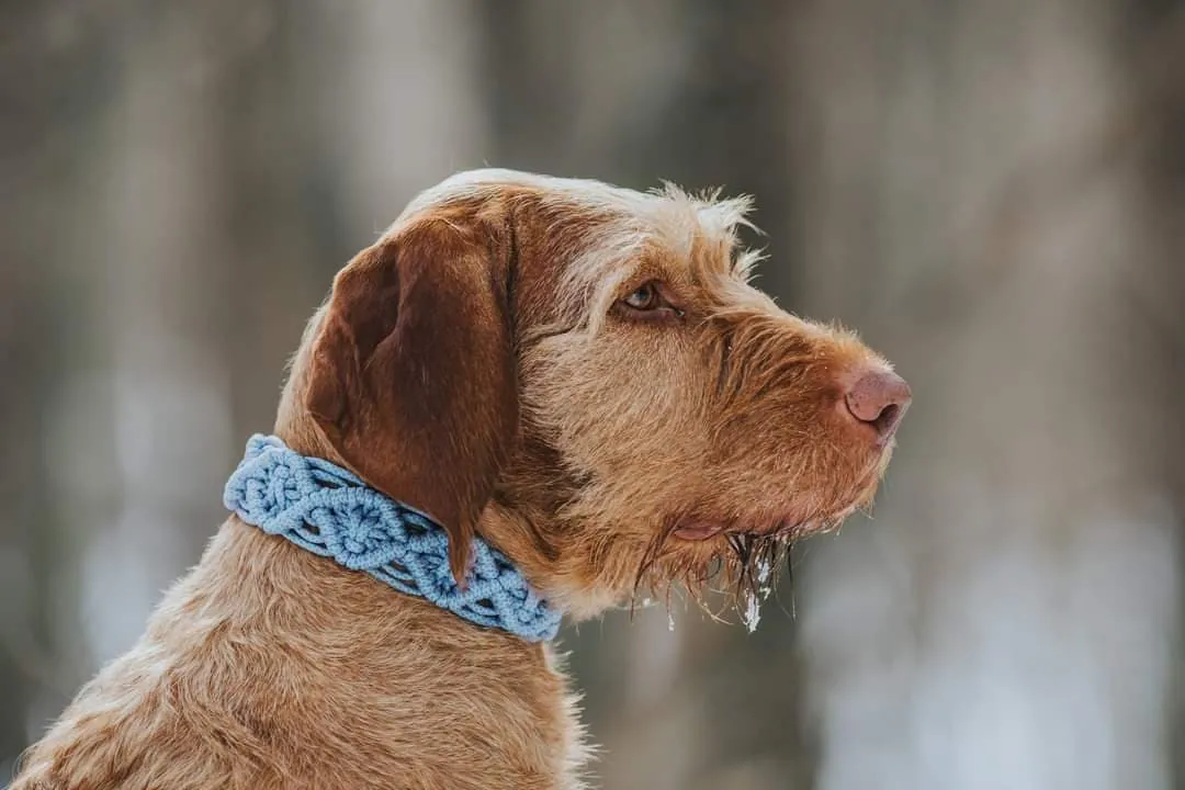 Zokni braid Dog collar