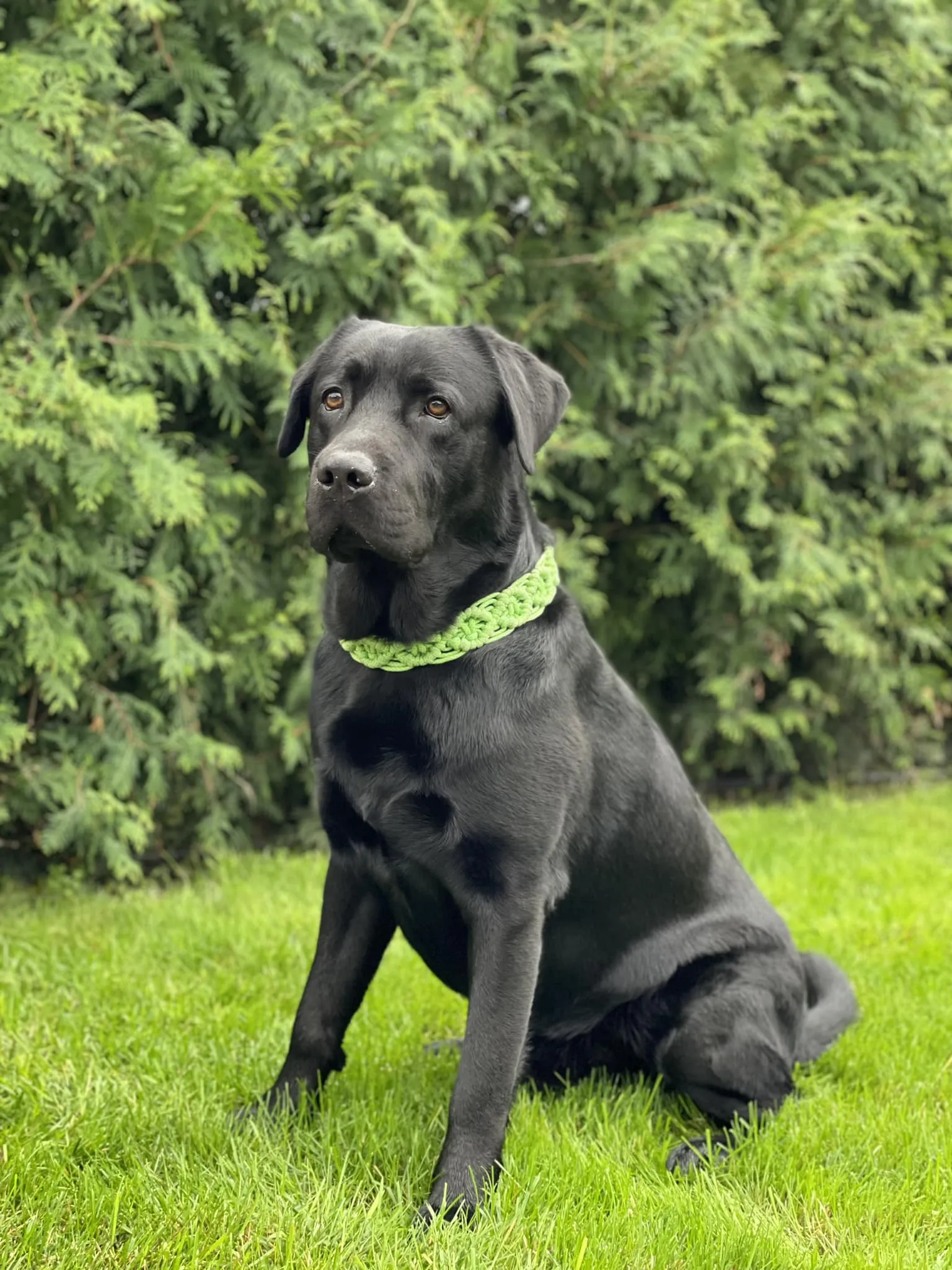 Zokni braid Dog collar